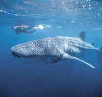 Swim with the Whale Sharks - Accommodation Fremantle