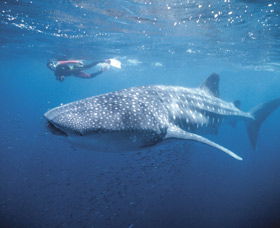 Swim With The Whale Sharks - Accommodation Fremantle 0