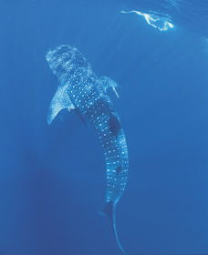 Swim With The Whale Sharks - Accommodation Fremantle 1