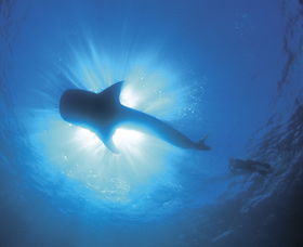 Swim With The Whale Sharks - Accommodation Fremantle 2