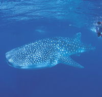 Ningaloo Reef - Accommodation Fremantle