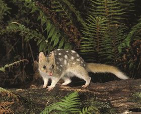 Tarkine Forest Reserve - Accommodation Fremantle 0