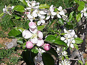 Avro Park Orchards - Accommodation Fremantle 0