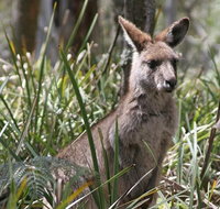 Blue Mountains Guides - Accommodation Fremantle