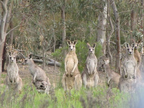 Echidna Walkabout Nature Tours - Accommodation Fremantle 15
