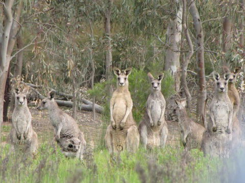 Echidna Walkabout Nature Tours - Accommodation Fremantle 16