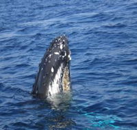 Jervis Bay Whales - Accommodation Fremantle