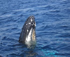 Jervis Bay Whales - Accommodation Fremantle 0