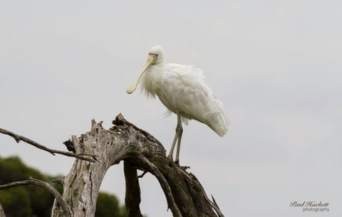Melbourne Birding Tours - Accommodation Fremantle 6