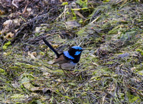 Melbourne Birding Tours - Accommodation Fremantle 7