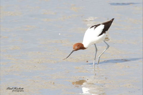 Melbourne Birding Tours - Accommodation Fremantle 14
