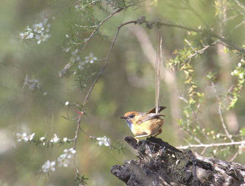 Melbourne Birding Tours - Accommodation Fremantle 15