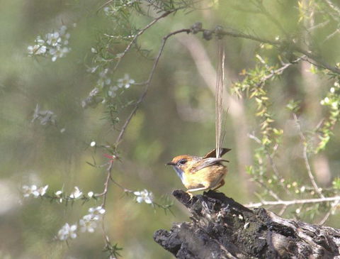 Melbourne Birding Tours - Accommodation Fremantle 16
