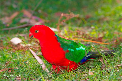 Melbourne Birding Tours - Accommodation Fremantle 20