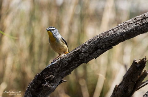 Melbourne Birding Tours - Accommodation Fremantle 22