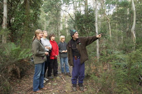 Great Western Tiers Forest Walks Tasmania - Accommodation Fremantle 1