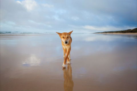 Fraser Island Adventure Tours - Accommodation Fremantle 5