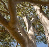 Lindsay Pryor Walk Australian National University - Accommodation Fremantle