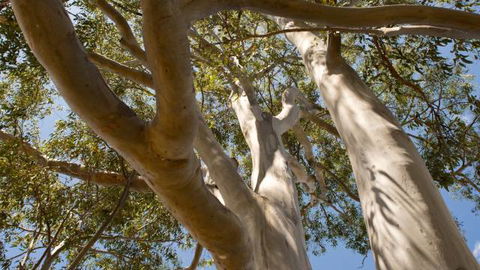 Lindsay Pryor Walk, Australian National University - Accommodation Fremantle 0