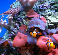 Tropical Marine Centre - Accommodation Fremantle