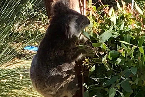 Pinnacles And Yanchep National Park Day Trip From Perth Including Lobster Shack Lunch And Sandboarding - Accommodation Fremantle 6