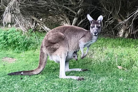 Pinnacles And Yanchep National Park Day Trip From Perth Including Lobster Shack Lunch And Sandboarding - Accommodation Fremantle 8