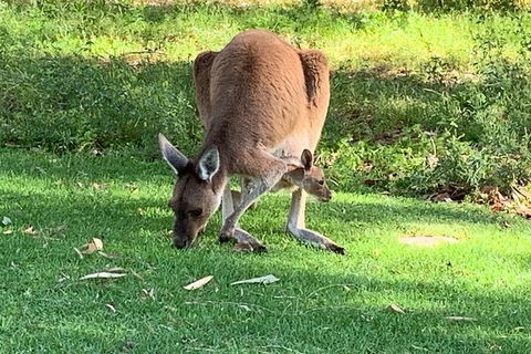 Pinnacles Day Trip From Perth Including Yanchep National Park - Accommodation Fremantle 5