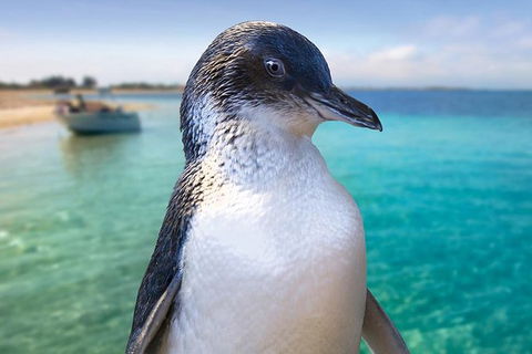 Full-Day Penguin Island & Fremantle Town - Accommodation Fremantle 0