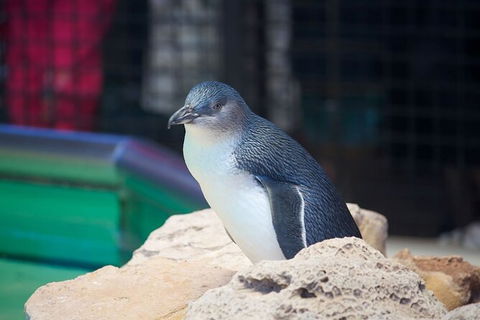 Full-Day Penguin Island & Fremantle Town - Accommodation Fremantle 5