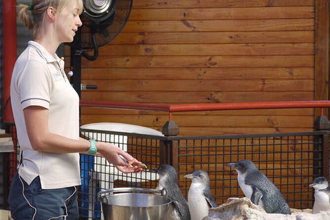 Full-Day Penguin Island & Fremantle Town - Accommodation Fremantle 6