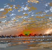 1 Hour Broome Sunset Camel Tour - Accommodation Fremantle