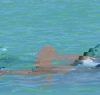 Snubfin Dolphin Eco Cruise from Broome - Accommodation Fremantle