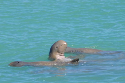 Snubfin Dolphin Eco Cruise From Broome - Accommodation Fremantle 2