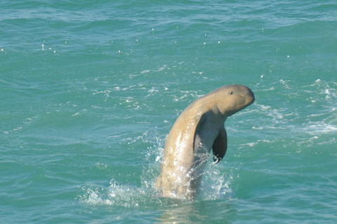 Snubfin Dolphin Eco Cruise From Broome - Accommodation Fremantle 11