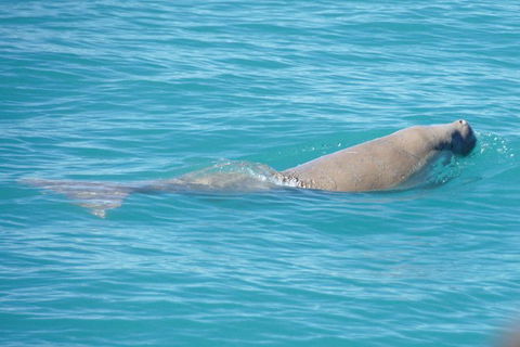 Snubfin Dolphin Eco Cruise From Broome - Accommodation Fremantle 5
