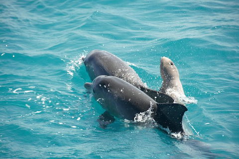 Snubfin Dolphin Eco Cruise From Broome - Accommodation Fremantle 6