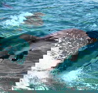 Half-Day Mandurah Canals  Dolphin Watch Tour - Accommodation Fremantle