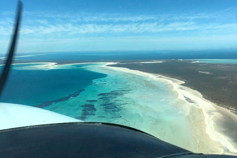 Monkey Mia Dolphins & Shark Bay Air Tour From Perth - Accommodation Fremantle 1