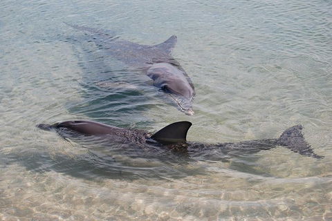 Monkey Mia Dolphins & Shark Bay Air Tour From Perth - Accommodation Fremantle 4