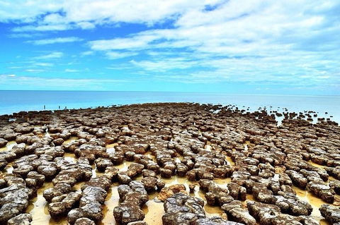 Monkey Mia Dolphins & Shark Bay Air Tour From Perth - Accommodation Fremantle 9