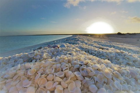 Monkey Mia Dolphins & Shark Bay Air Tour From Perth - Accommodation Fremantle 5
