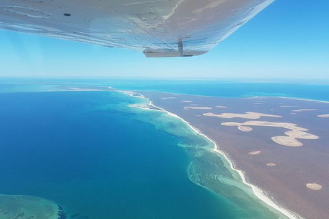 Monkey Mia Dolphins & Shark Bay Air Tour From Perth - Accommodation Fremantle 3