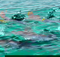 Swim with Dolphins Day Trip from Perth - Accommodation Fremantle