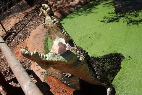 3 In 1 Tour: Matsoâ€™s Brewery, 12 Mile Bird Park & Malcolm Douglas Crocodile Park - Accommodation Fremantle 3