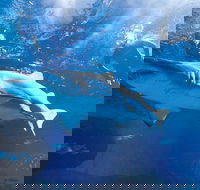Snorkel with Sharks at AQWA - Accommodation Fremantle