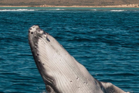 VIP Luxury Chartered Escapes, Exploring The Reef At Your Own Pace - Accommodation Fremantle 3