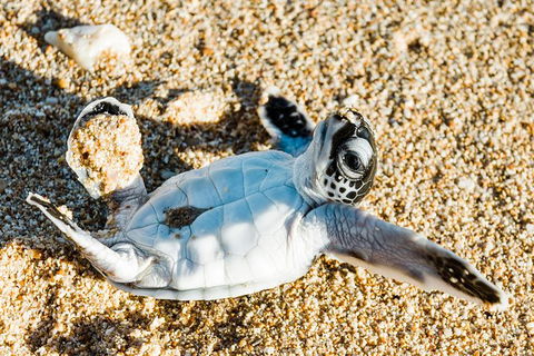 VIP Luxury Chartered Escapes, Exploring The Reef At Your Own Pace - Accommodation Fremantle 38