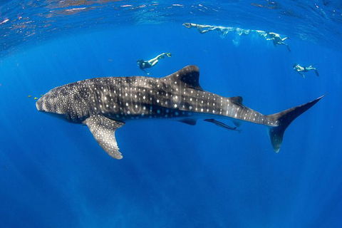 VIP Luxury Chartered Escapes, Exploring The Reef At Your Own Pace - Accommodation Fremantle 27