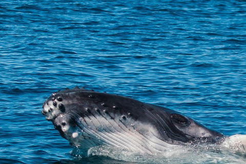 VIP Luxury Chartered Escapes, Exploring The Reef At Your Own Pace - Accommodation Fremantle 14