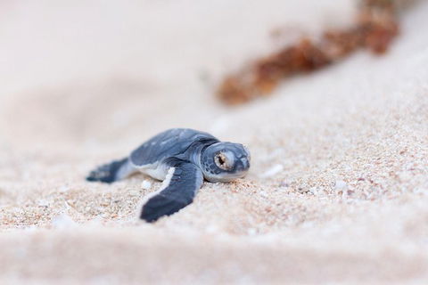 VIP Luxury Chartered Escapes, Exploring The Reef At Your Own Pace - Accommodation Fremantle 6